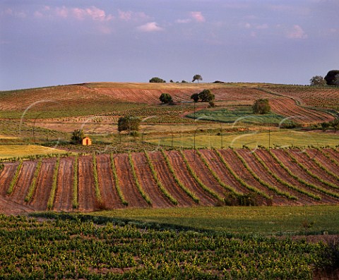 Vineyards of Bodegas Perez Pascuas at Pedrosa de  Duero Burgos Province Castilla y Len Spain    Ribera del Duero