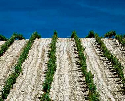 Via Alta vineyard of Alejandro Fernandez at   Pesquera de Duero Castilla y Len Spain   DO Ribera del Duero