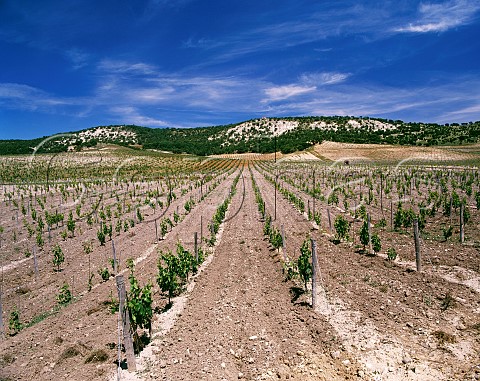 Vineyards of Hacienda Monasterio on limestone soil Pesquera de Duero Valladolid Province Spain  DO Ribera del Duero