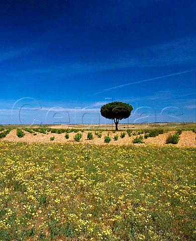 Early summer flowers by vineyard Near   Serrada Valladolid Province Castilla y Len Spain   DO Rueda