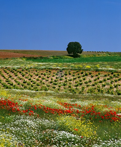 Flowers by vineyard near Serrada Valladolid province Spain DO Rueda