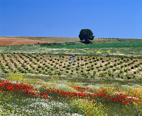 Flowers by vineyard near Serrada Valladolid Province Spain DO Rueda