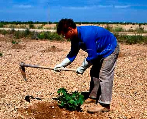 Piling soil up around the base of vines in early   summer in the arid vineyards near La Seca Valladolid   Province Spain  DO Rueda