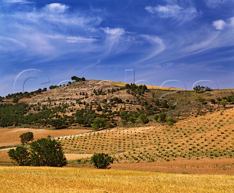 Vineyard and barley field near Castronuno Valladolid province Spain DO Rueda