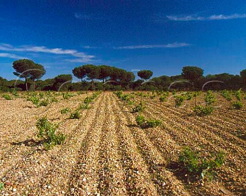 Widely spaced vineyard with Mediterranean Pines   beyond  Toro Zamora Province Castilla y Len   Spain    DO Toro