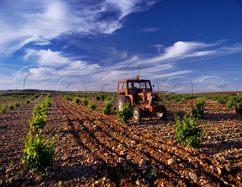 Harrowing between the widely spaced rows in vineyard near Morales de Toro Zamora Province Spain  Toro