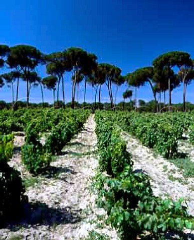 Vineyard near Almonte Huelva Province Andalucia   Spain DO Condado de Huelva