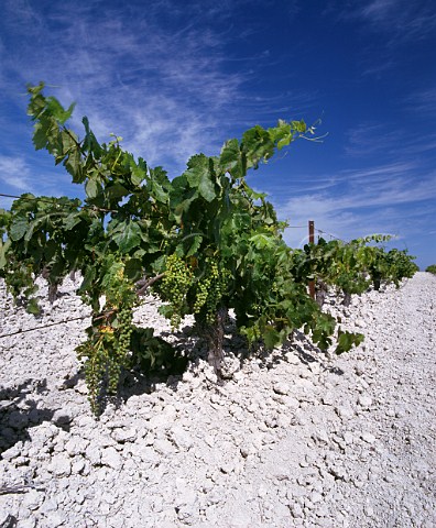 Palomino Fino vines in the albariza chalk soil of Emilio Lustaus Montegillilo vineyard Jerez de la Frontera Andaluca Spain Sherry