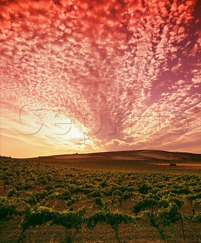 Altocumulus clouds at sunset over Sandeman vineyards Jerez de la Frontera  Andaluca Spain Sherry