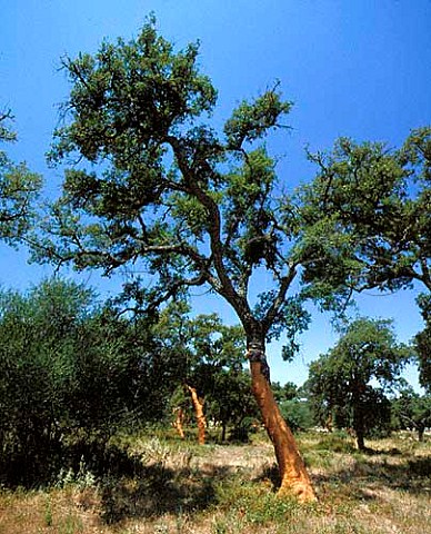 Cork Oak trees with their bark removed East of   Arcos de la Frontera Andalucia Spain