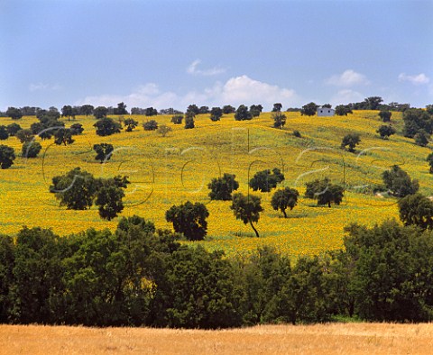 Field of sunflowers dotted with oak trees East of Arcos de la Frontera Andalucia Spain