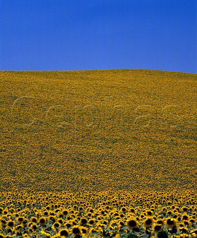 Field of sunflowers East of Arcos de la Frontera   Andalucia Spain
