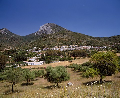 The white village of Benamahoma in the Sierra  Margarita west of Ronda Andalucia Spain