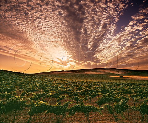 Altocumulus clouds at sunset over Sandeman vineyards Jerez de la Frontera Andaluia Spain Sherry