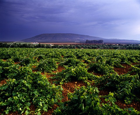 Vineyard at Mollina near Antequera Andalucia   Spain   DO Malaga
