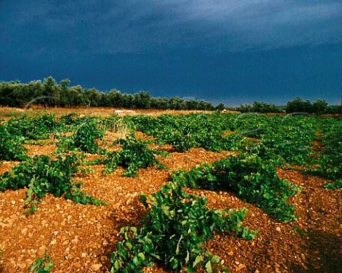 Vineyard at Mollina near Antequera Andaluca   Spain   DO Malaga