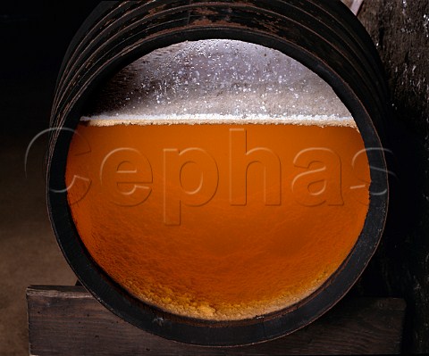 Flor growing on the surface of Fino sherry in a  display barrel  Andalucia Spain