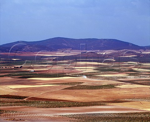 Vineyards on the plain of La Mancha near   Consuegra CastillaLa Mancha Spain