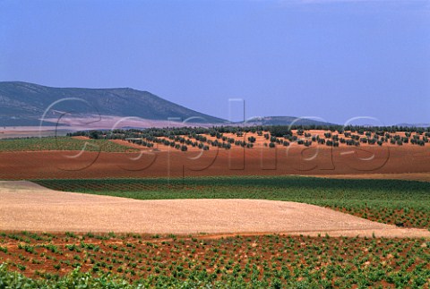 Vineyards and olive grove near Villanueva de los Infantes CastillaLa Mancha Spain  DO Valdepeas