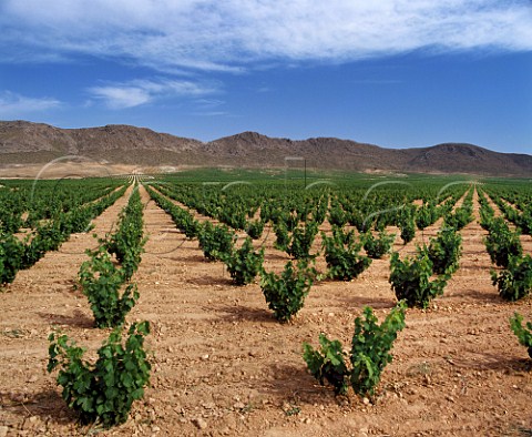 Vineyard near Hellin Albacete Province Spain     DO Jumilla