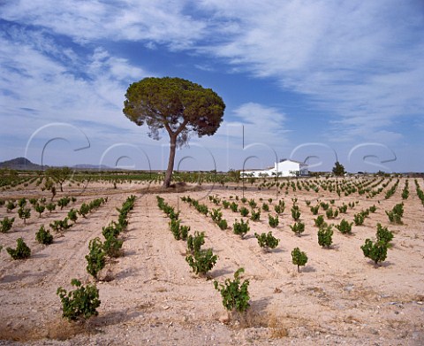 Vineyard and pine tree Santiago de Mora Albacete Province Spain  DO Jumilla