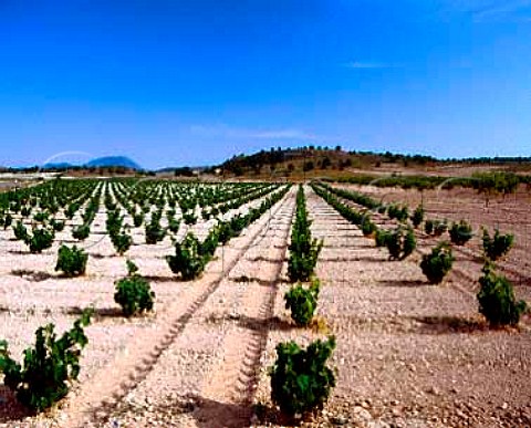 Vineyards near Jumilla Murcia Province Spain  DO Jumilla
