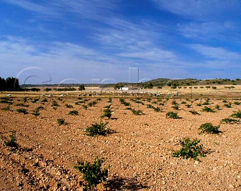Vineyard and sheep near Jumilla Murcia Province   Spain  DO Jumilla
