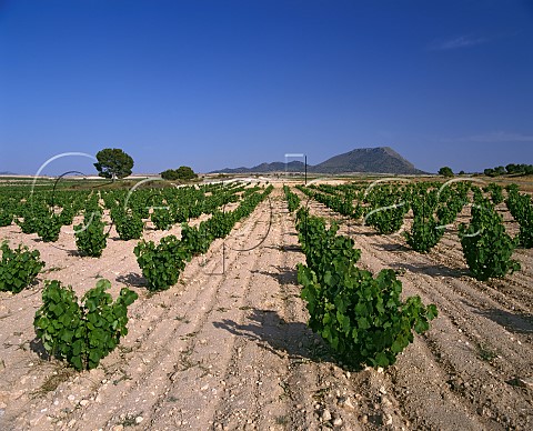 Vineyard near Jumilla with the Sierra de las Cabras beyond Murcia Province Spain Jumilla
