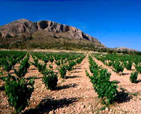 Vineyard at the foot of the Sierra de las Cabras   near Jumilla Murcia Province Spain  DO Jumilla