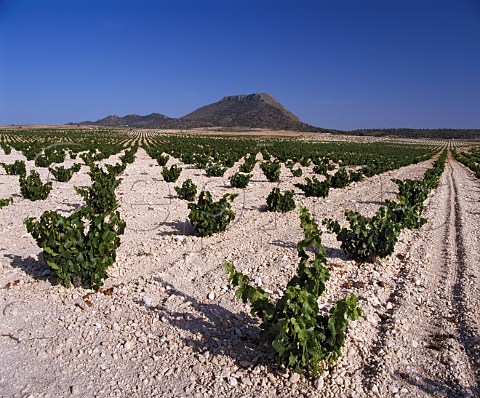 Vineyard with the Sierra de las Cabras beyond Near Jumilla Murcia Province Spain  DO Jumilla