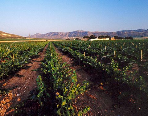 Vineyards of Finca Chaconero near Villena Alicante   Province Spain DO Alicante