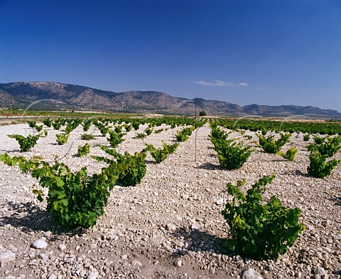 Vineyards near Salinas west of Sax   Alicante Province Spain DO Alicante