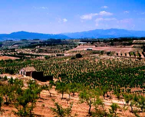 Vineyards and almond trees near Gandesa Tarragona   Province Spain DO Terra Alta