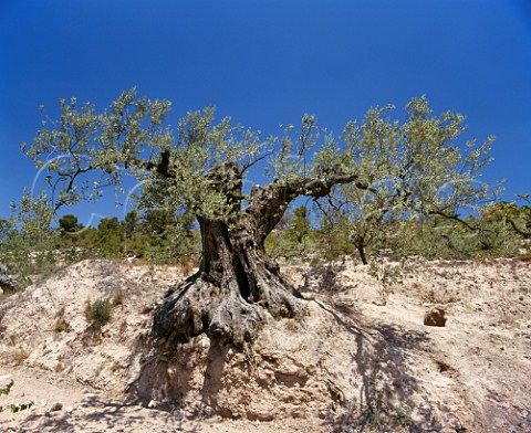 Ancient olive tree Mora de Ebro   Tarragona Province Catalonia Spain