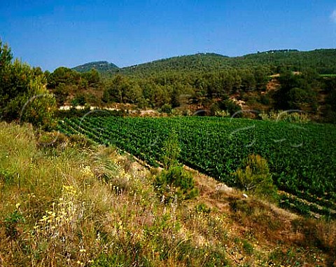 Merlot vineyard at an altitude of 360m on Torres   Agulladolc Estate near Mediona Catalonia Spain   Penedes