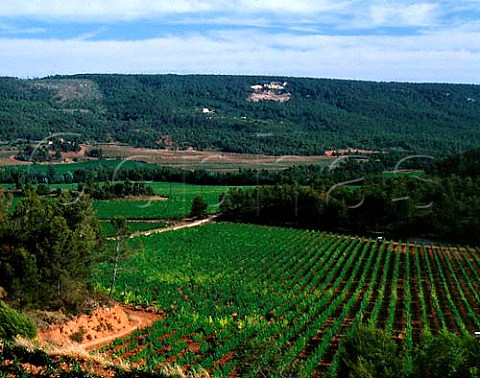 Torres Fransola vineyards at an altitude of 550m   near Santa Maria de Miralles Pinot Noir Sauvignon   Blanc Parellada Gewrztraminer and Riesling are   planted here  Catalonia Spain   Alt Penedes
