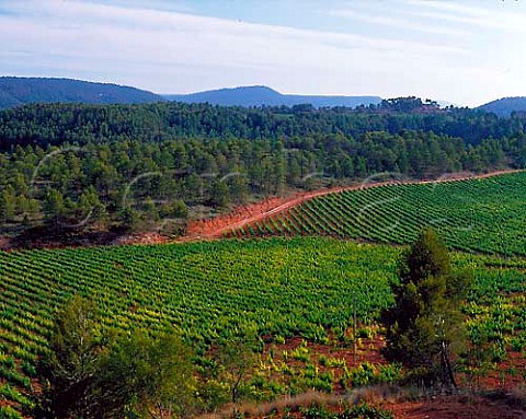 Torres Fransola Estate at an altitude of 550m near   Santa Maria de Miralles Pinot Noir Sauvignon   Blanc Parellada Gewrztraminer and Riesling are   planted here  Catalonia Spain   Alt Penedes
