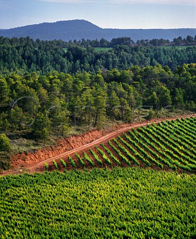 Fransola estate of Miguel Torres high in the Peneds hills at an altitude of 550m it is planted with Pinot Noir Sauvignon Blanc Parellada Gewurztraminer and Riesling  Near Santa Maria de Miralles Catalonia Spain Peneds