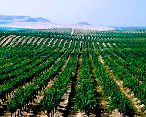 Vineyards on the Raimat estate west of Lerida Catalonia Spain DO Costers del Segre