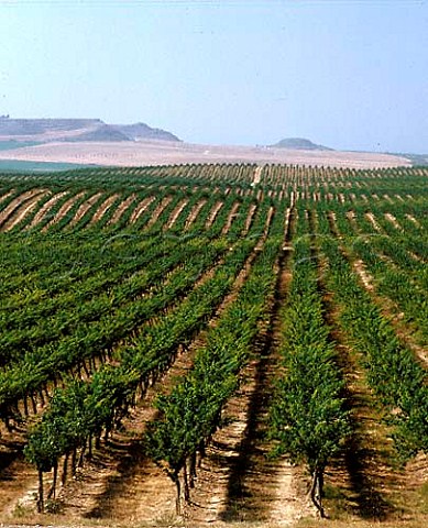 Vineyards on the Raimat estate near Lerida   Catalonia Spain   Costers del Segre