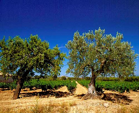 Almond and olive trees and vineyard at Salas Altas   Aragon Spain DO Somontano