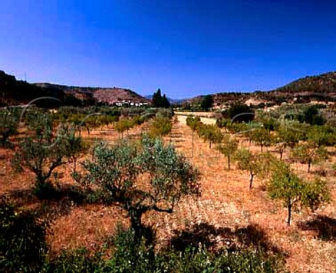 Olive and almond trees on the bank of the Rio Vero   near Huerta de Vero Aragon Spain  DO Somontano