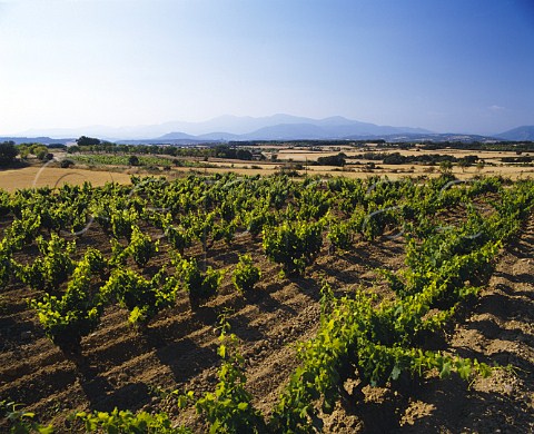 Vineyards near Adahuesca Aragn Spain   DO Somontano