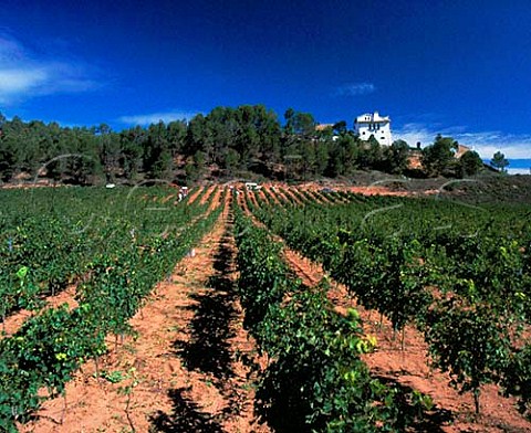 Harvesting Sauvignon Blanc grapes in the Fransola  vineyard of Miguel Torres At an altitude of 550m near Santa Maria de Miralles Catalonia Spain Alt  Peneds