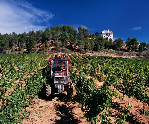 Harvesting Sauvignon Blanc grapes on the Fransola Estate of Miguel Torres at an altitude of 550 metres near Santa Maria de Miralles Catalonia Spain Alt Penedes