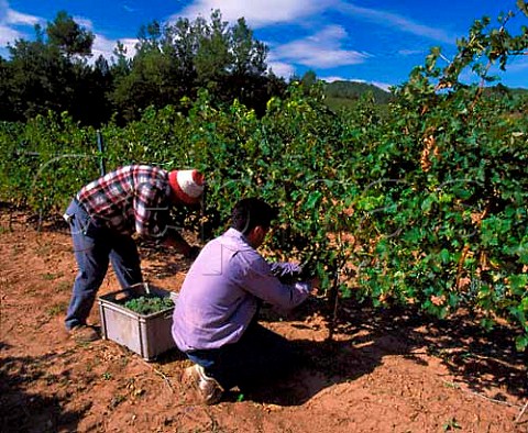 Harvesting Sauvignon Blanc grapes in the Fransola    vineyard of Miguel Torres at an altitude of 550m   near Santa Maria de Miralles Catalonia Spain   Alt Penedes
