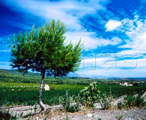 The Agulladolc estate of Miguel Torres at an   altitude of 360m near Mediona Catalonia Spain        Penedes
