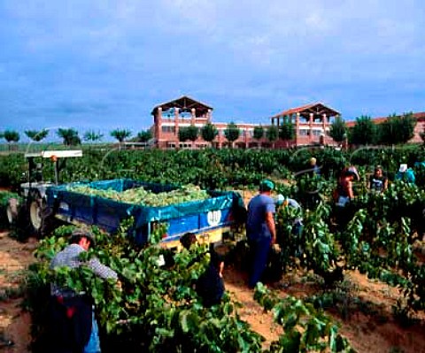Harvesting Xarello grapes at Cavas Chandon the   Spanish branch of Moet et Chandon Subirats   Catalonia Spain  Penedes