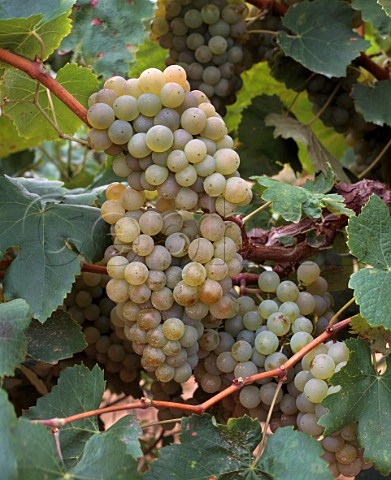 Xarello grapes  Catalonia Spain Penedes