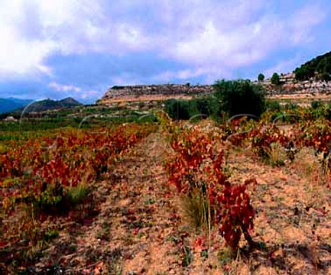 Vineyard near Cornudella de Montsant   Tarragona province Catalonia Spain     Montsant DO